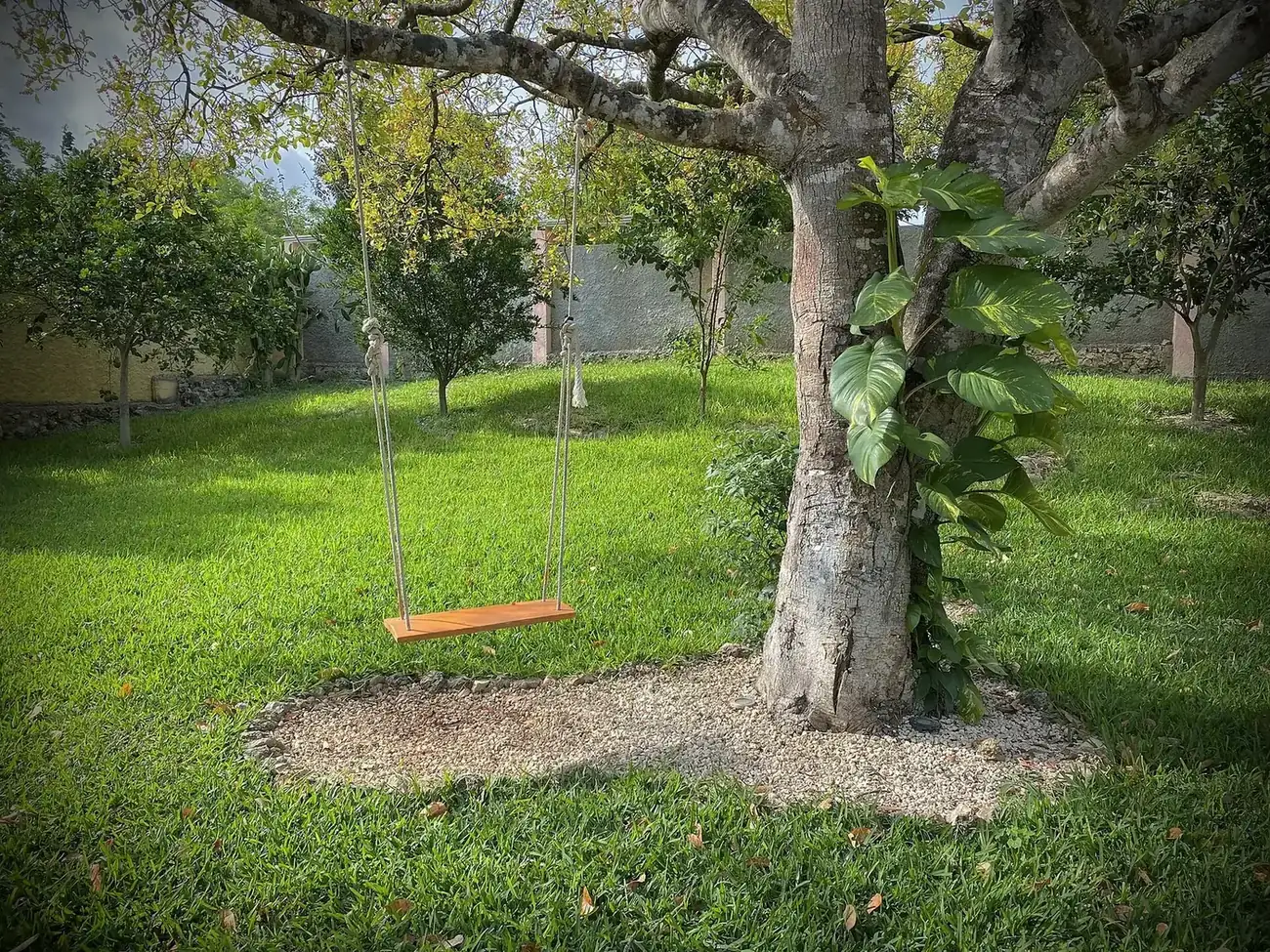 A wooden swing hanging from a shade tree over a green lawn