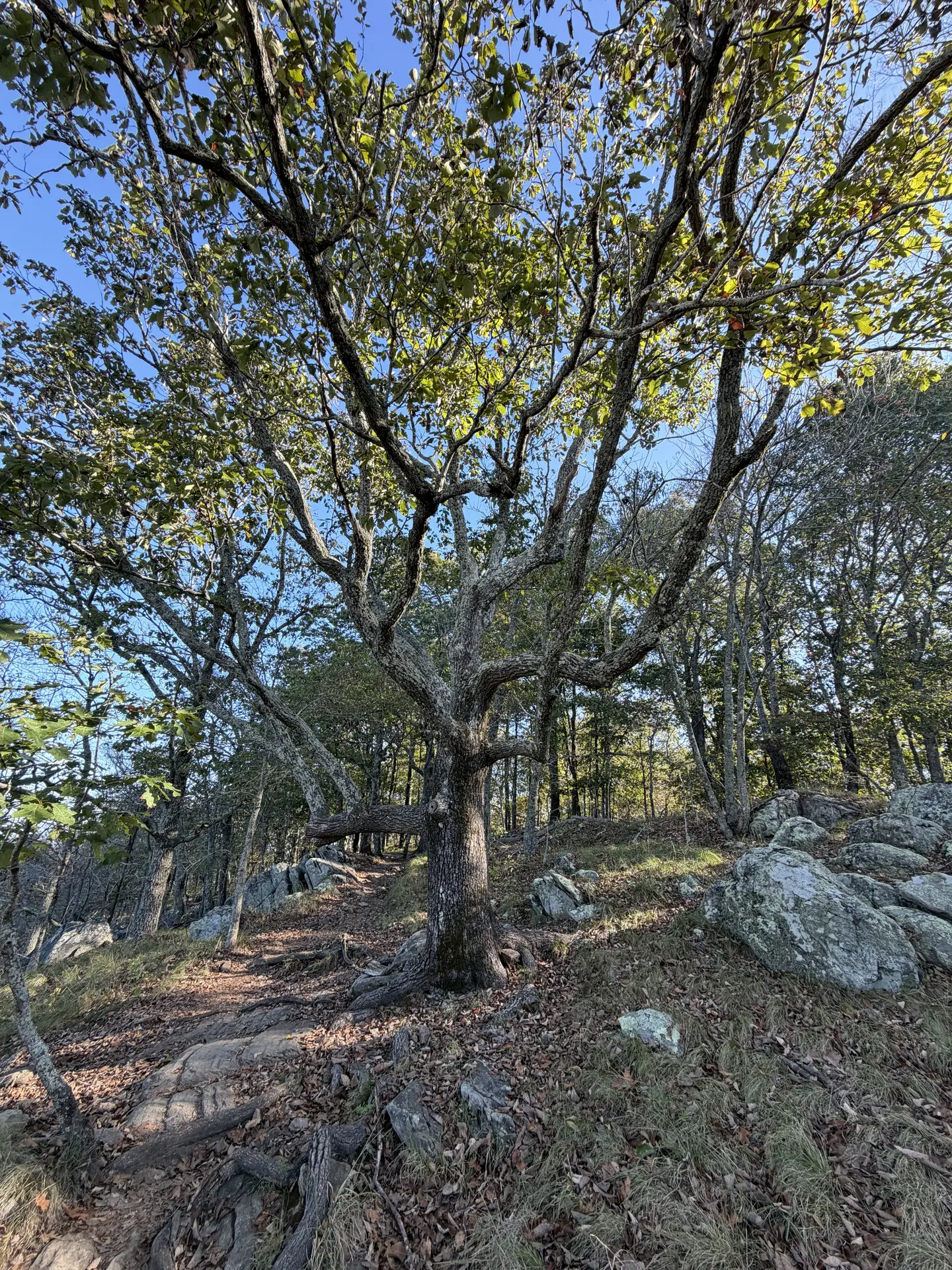 A big oak tree beside a rocky trail on Kennesaw Mountain, its leaves just starting to turn